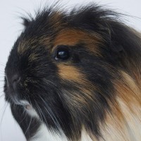 Lucie1612294