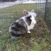 Maedi1803071