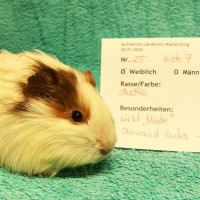 Mara2001242
