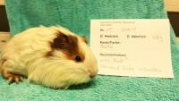 Mara2001242