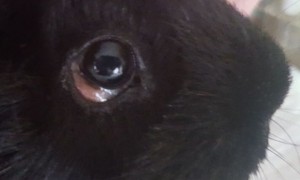 Mary18020802Auge