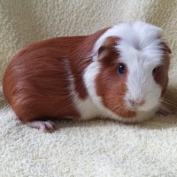 Mausi1