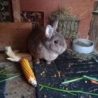 Mauz1802111