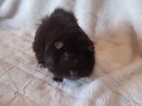 Milli1911091