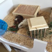 MonroePeeches18042301