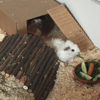 MonroePeeches18042304