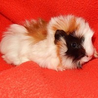 Neelix1801040