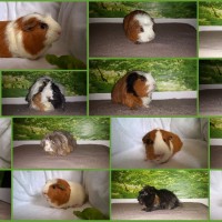NuernbergKollage1
