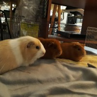 Olaf19010602