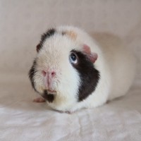 Olaf200105