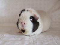 Olaf200105