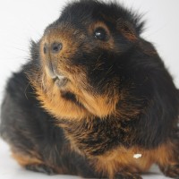 Otto1708167