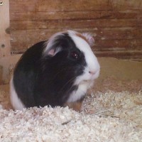 Panda1