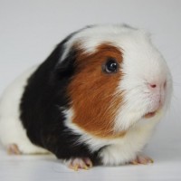 Paul1