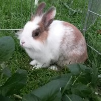 Peanut 210817 1