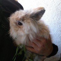 Peanut