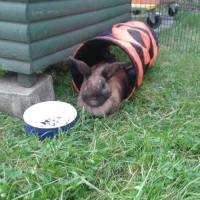Peggy
