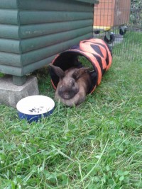 Peggy