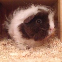 Petitloulou05