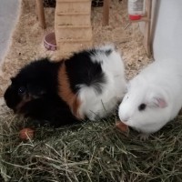 Petzy 2018 11 04