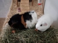 Petzy 2018 11 04