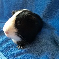 Pippa2