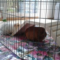 Polly1611011