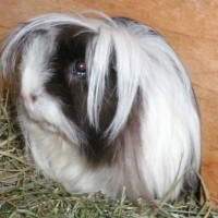 Prescilla