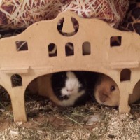 Pumba1712311