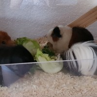 Pumba18100402