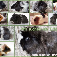 RaitenbuchCollage