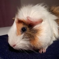 Robbie3