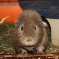 Ronja1
