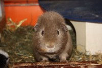 Ronja1
