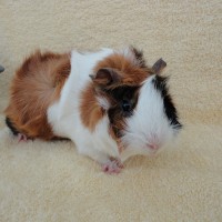 Ronja54