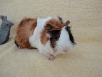 Ronja54