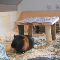 Ronja