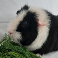 Rosalie2001061