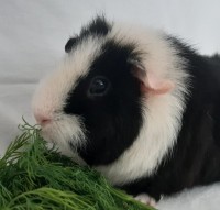 Rosalie2001061