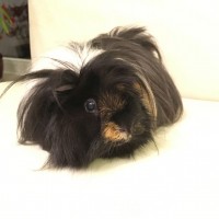 Roxy160430 01