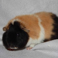 Sammy1.jpg