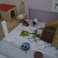 Sarabi1903301