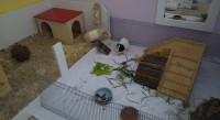 Sarabi1903301