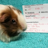 Schari2001241