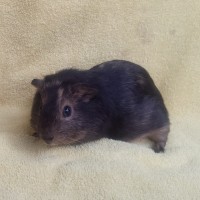 Schoki