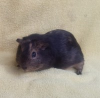 Schoki