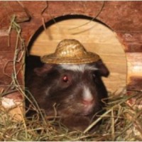 Schweinehitze506