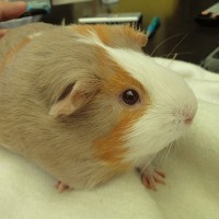 Serafina