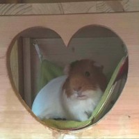 Simba18020802