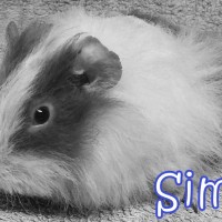 Sims2001241